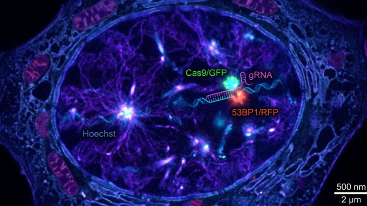 Hur CRISPR-genredigering revolutionerar behandlingen av genetiska sjukdomar
